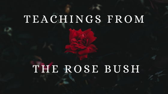 teachings from a rose bush